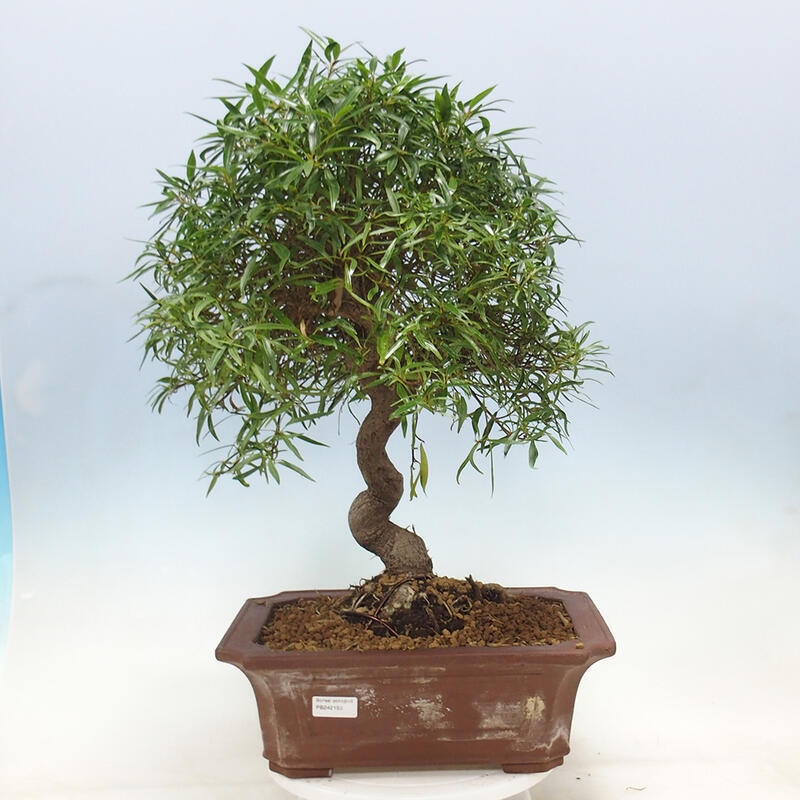 Bonsai wewnętrzne - Ficus nerifolia - figowiec drobnolistny