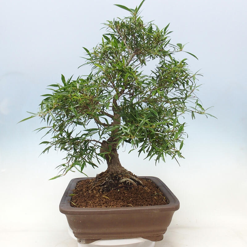 Bonsai wewnętrzne - Ficus nerifolia - figowiec drobnolistny