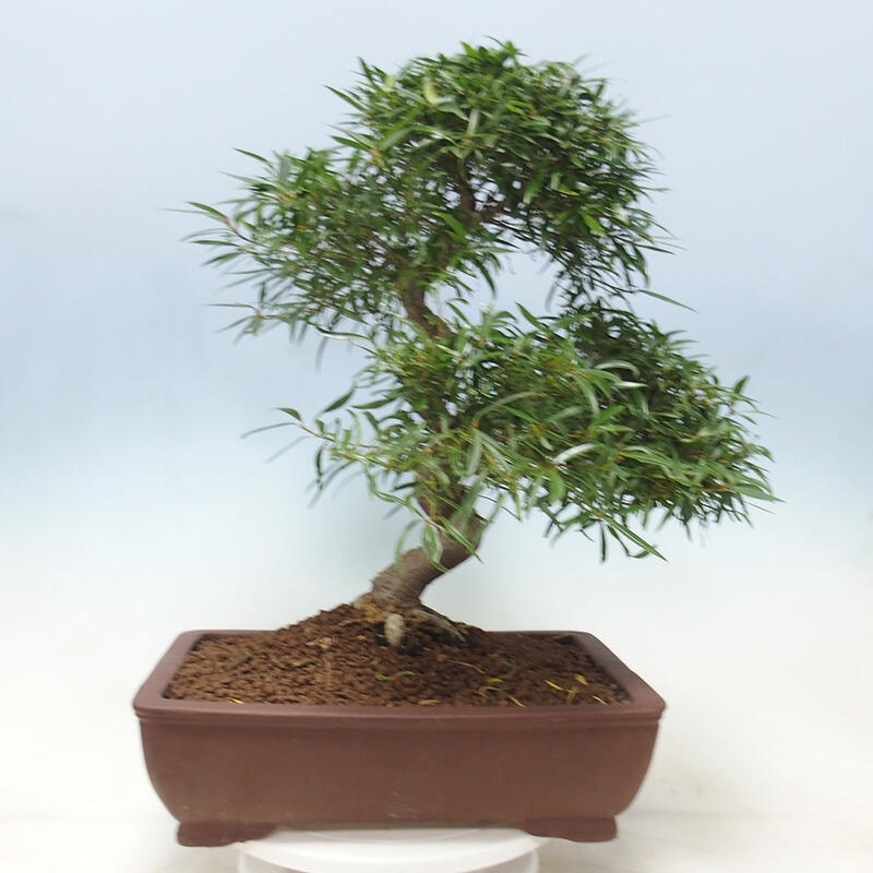 Bonsai wewnętrzne - Ficus nerifolia - figowiec drobnolistny