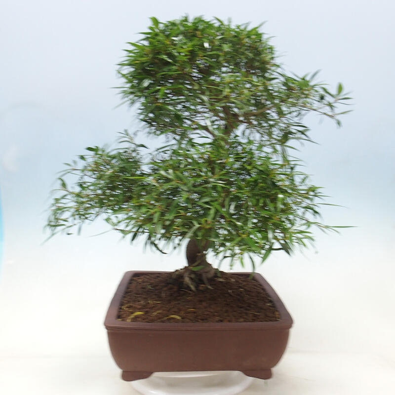 Bonsai wewnętrzne - Ficus nerifolia - figowiec drobnolistny