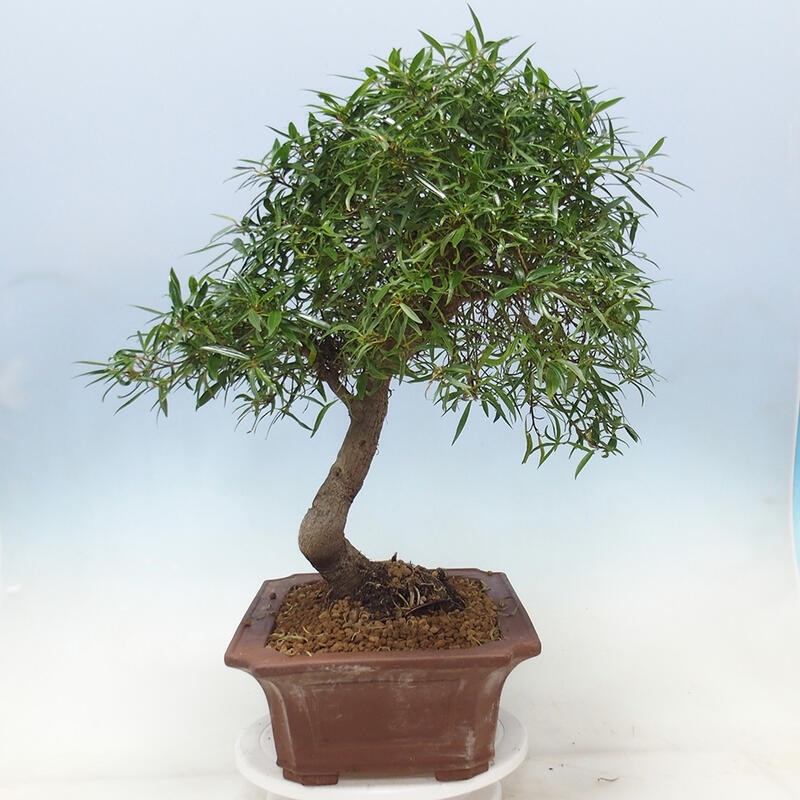 Bonsai wewnętrzne - Ficus nerifolia - figowiec drobnolistny