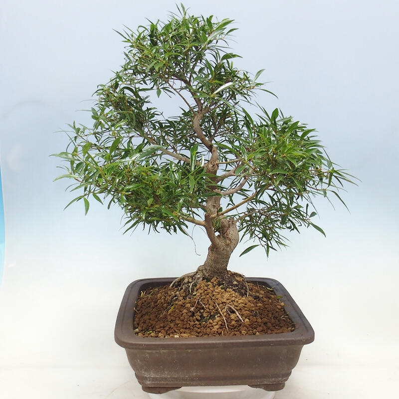 Bonsai wewnętrzne - Ficus nerifolia - figowiec drobnolistny