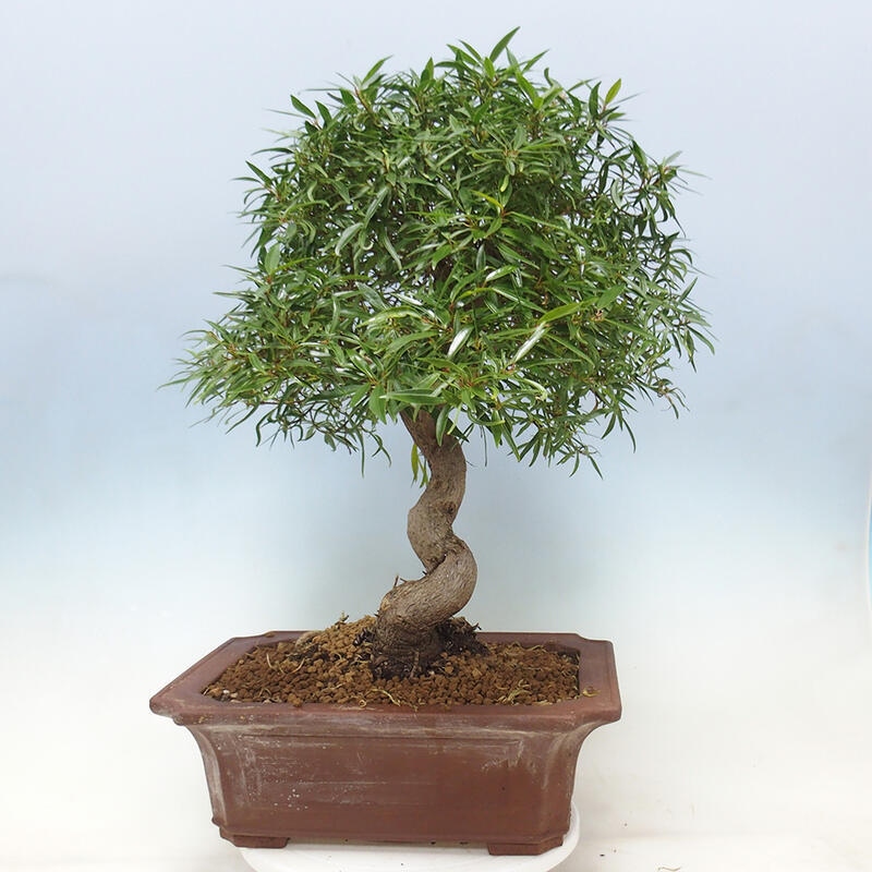 Bonsai wewnętrzne - Ficus nerifolia - figowiec drobnolistny