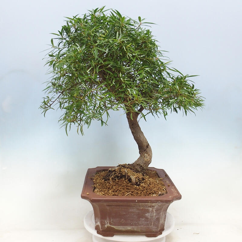 Bonsai wewnętrzne - Ficus nerifolia - figowiec drobnolistny