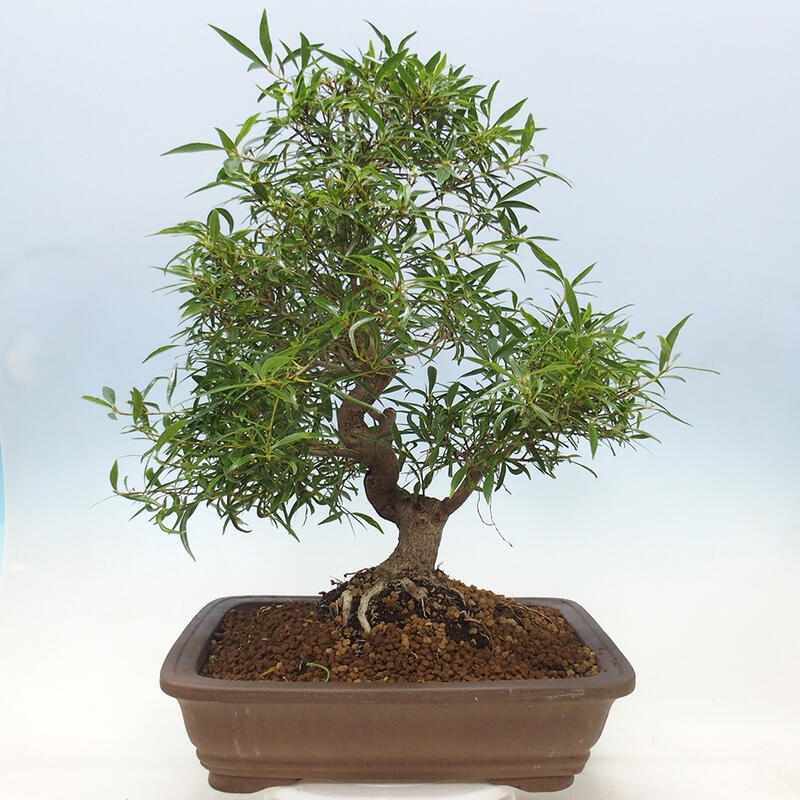 Bonsai wewnętrzne - Ficus nerifolia - figowiec drobnolistny