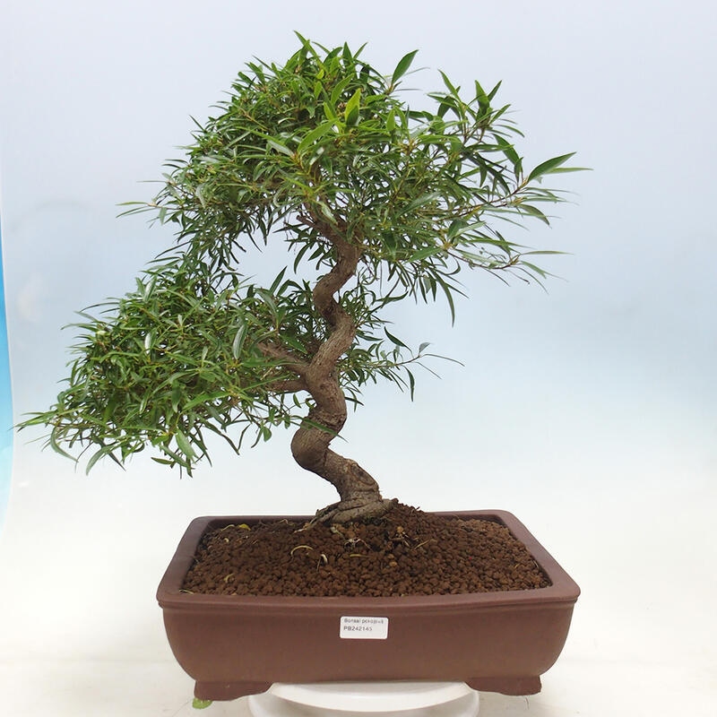 Bonsai wewnętrzne - Ficus nerifolia - figowiec drobnolistny