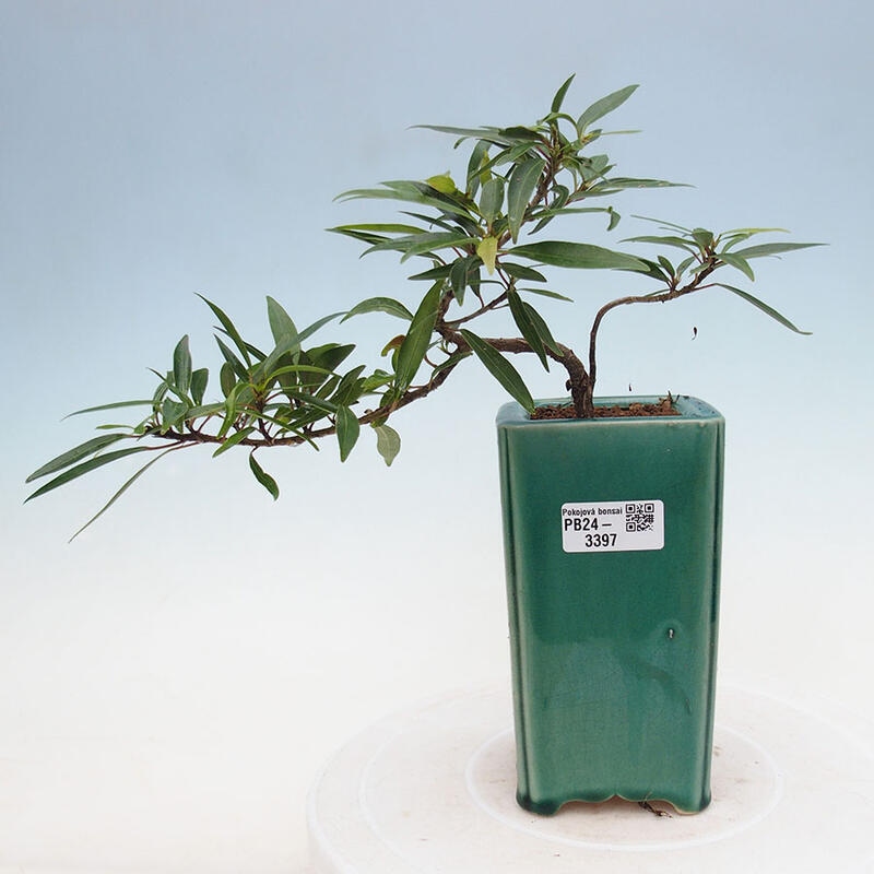 Bonsai wewnętrzne - Ficus nerifolia - figowiec drobnolistny