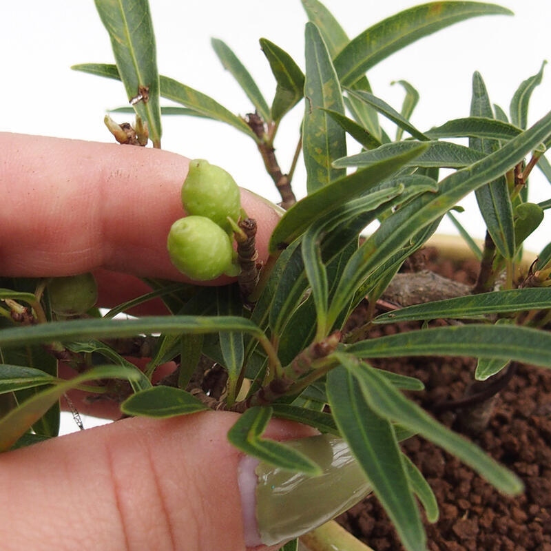 Bonsai wewnętrzne - Ficus nerifolia - figowiec drobnolistny