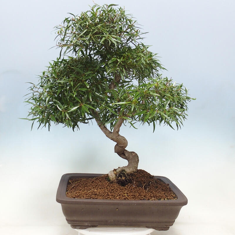 Bonsai wewnętrzne - Ficus nerifolia - figowiec drobnolistny