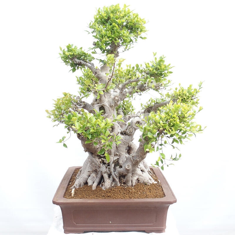 Bonsai wewnętrzne - Ficus retusa - figowiec drobnolistny