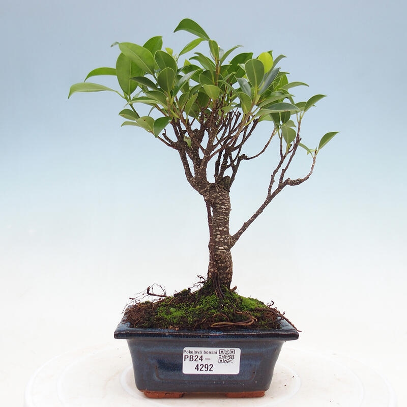 Bonsai wewnętrzne - Ficus retusa - figowiec drobnolistny