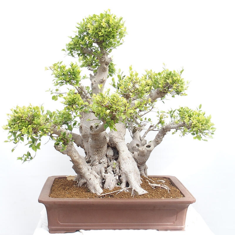 Bonsai wewnętrzne - Ficus retusa - figowiec drobnolistny