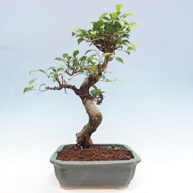 Bonsai wewnętrzne - Ficus retusa - figowiec drobnolistny