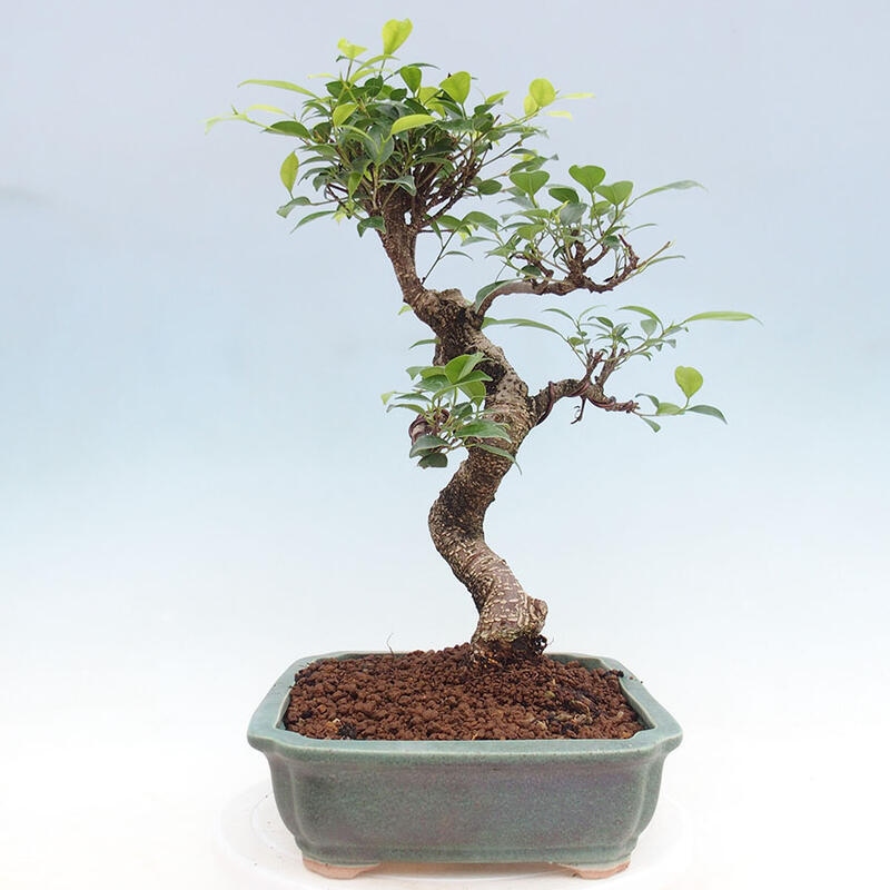 Bonsai wewnętrzne - Ficus retusa - figowiec drobnolistny