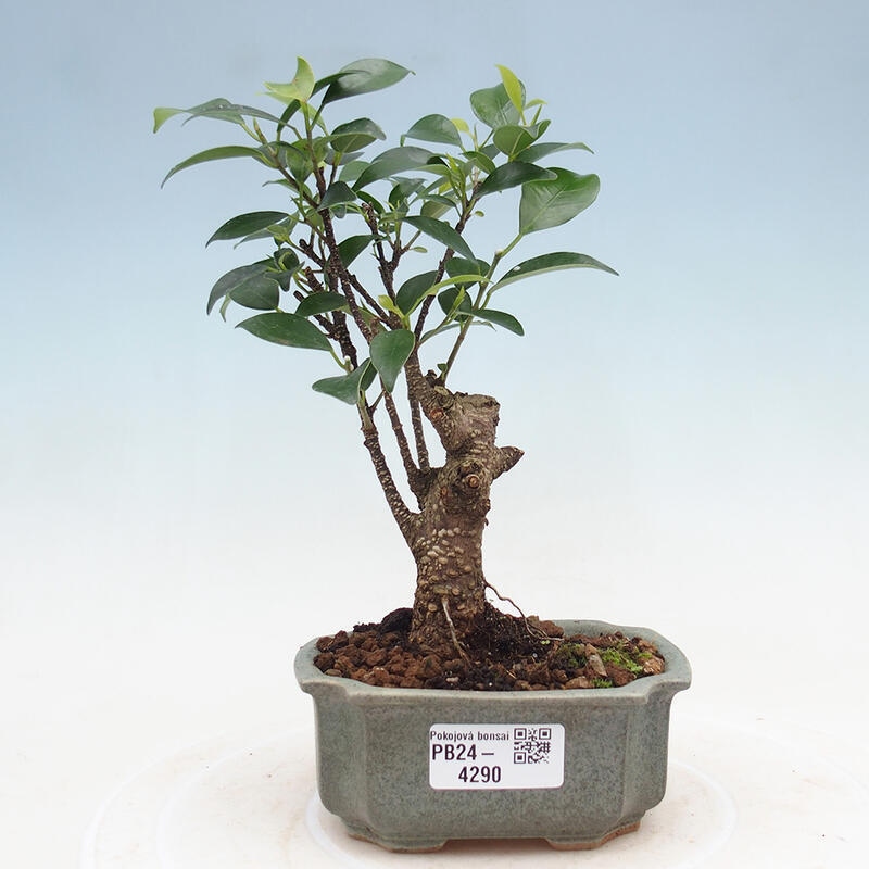 Bonsai wewnętrzne - Ficus retusa - figowiec drobnolistny