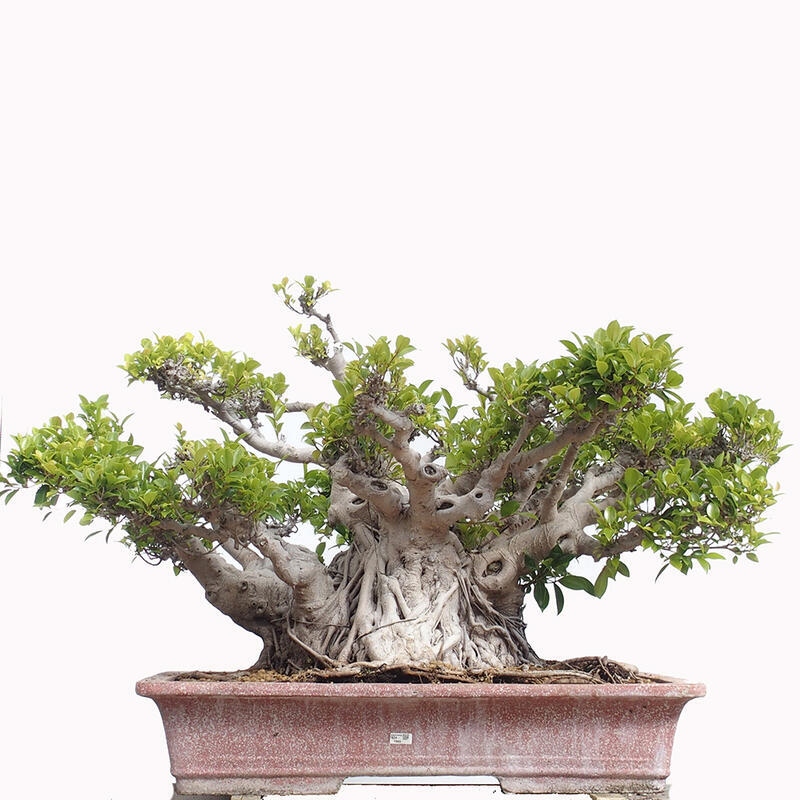 Bonsai wewnętrzne - Ficus retusa - figowiec drobnolistny