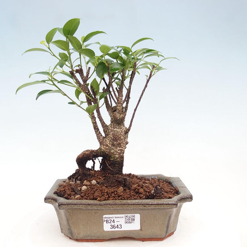 Bonsai wewnętrzne - Ficus retusa - figowiec drobnolistny