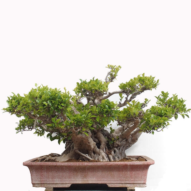 Bonsai wewnętrzne - Ficus retusa - figowiec drobnolistny