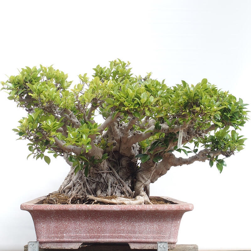 Bonsai wewnętrzne - Ficus retusa - figowiec drobnolistny