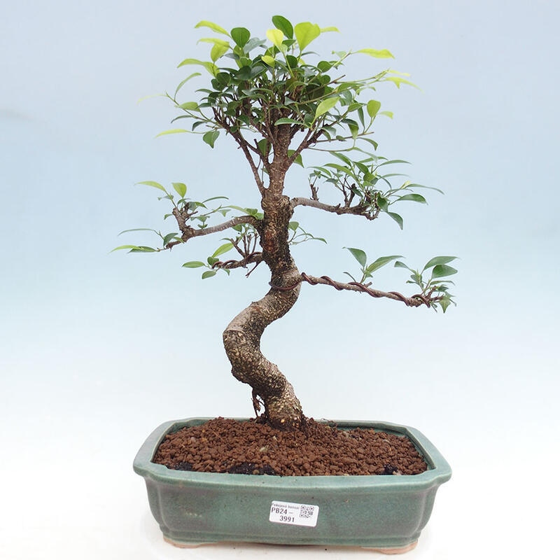 Bonsai wewnętrzne - Ficus retusa - figowiec drobnolistny