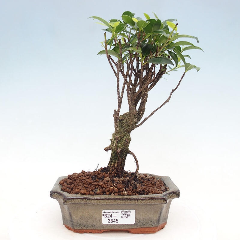 Bonsai wewnętrzne - Ficus retusa - figowiec drobnolistny