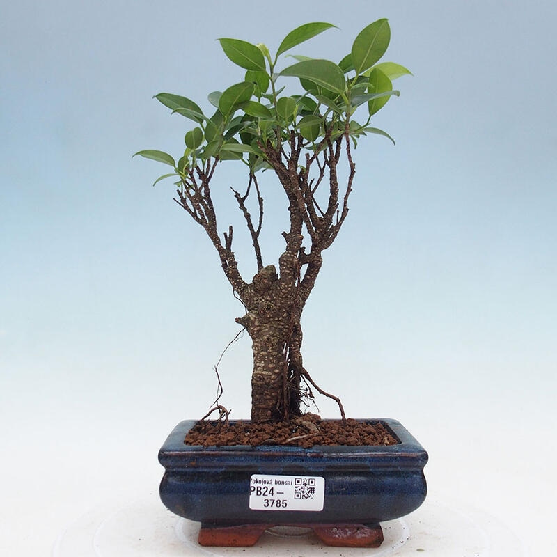 Bonsai wewnętrzne - Ficus retusa - figowiec drobnolistny