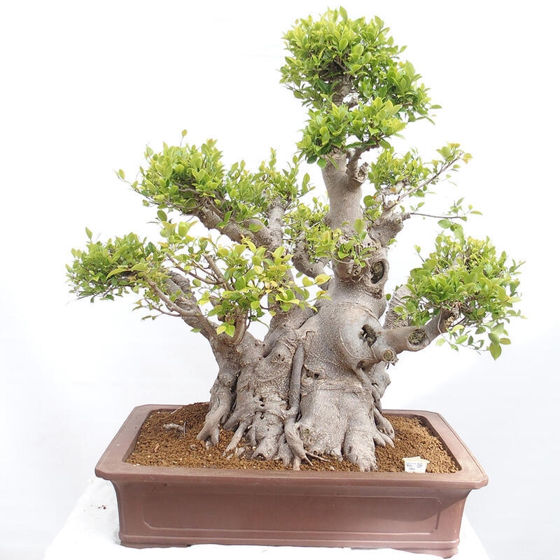 Bonsai wewnętrzne - Ficus retusa - figowiec drobnolistny