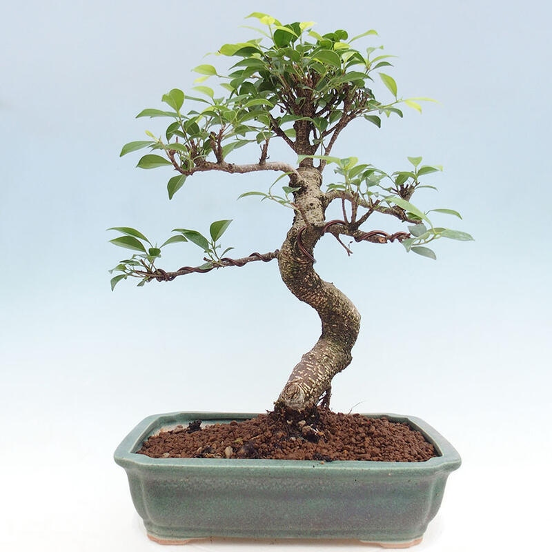 Bonsai wewnętrzne - Ficus retusa - figowiec drobnolistny