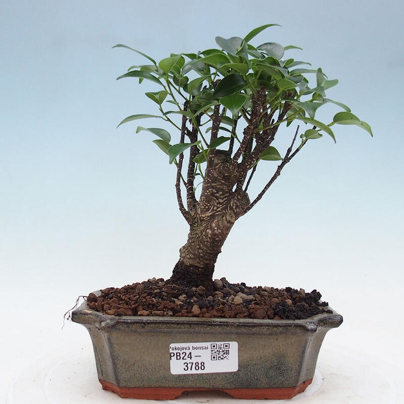 Bonsai wewnętrzne - Ficus retusa - figowiec drobnolistny