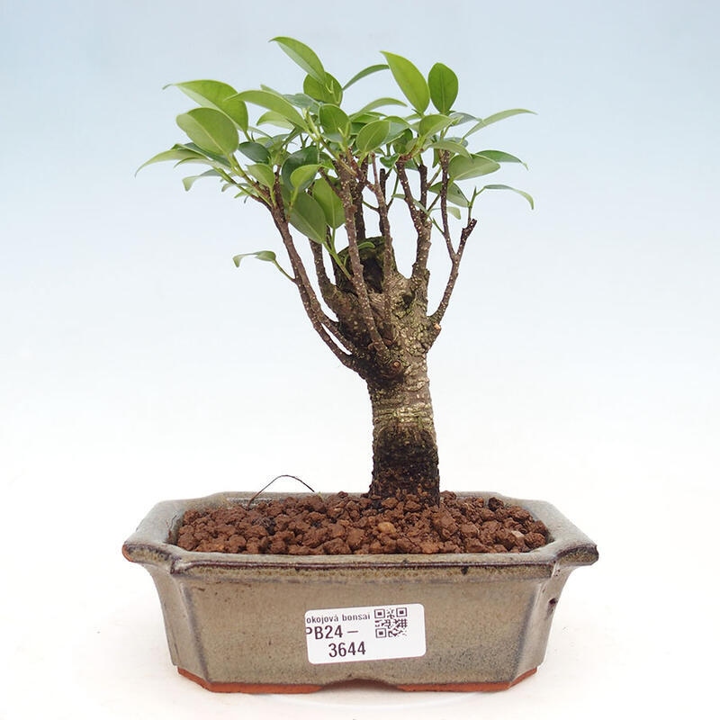 Bonsai wewnętrzne - Ficus retusa - figowiec drobnolistny