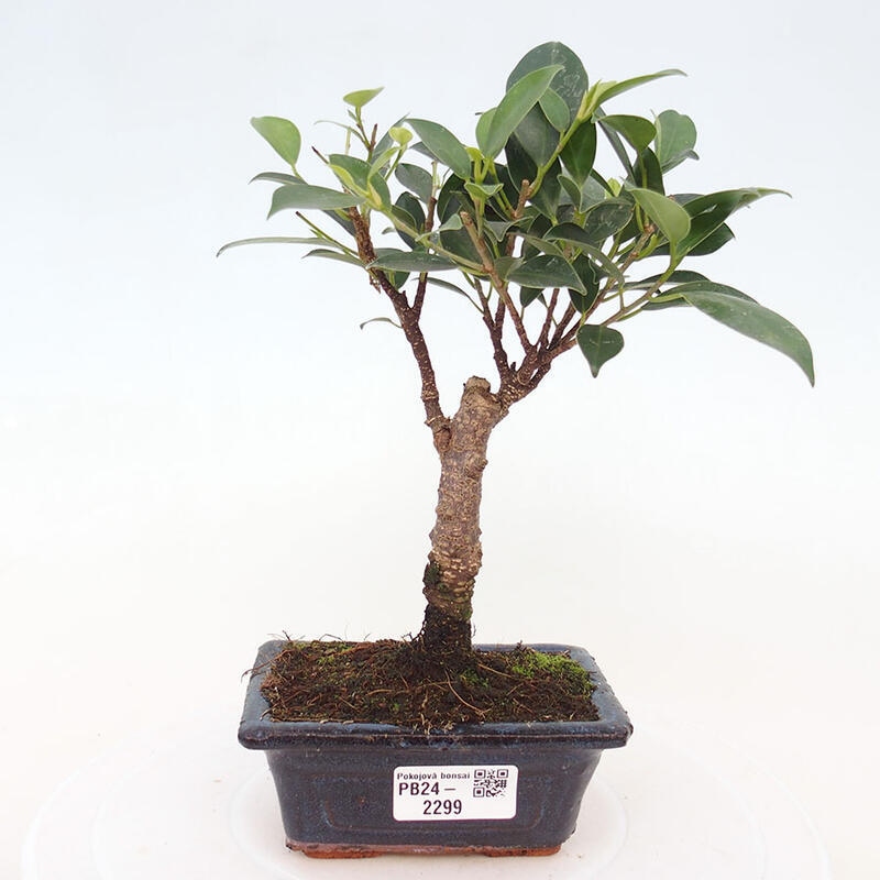 Bonsai wewnętrzne - Ficus retusa - figowiec drobnolistny