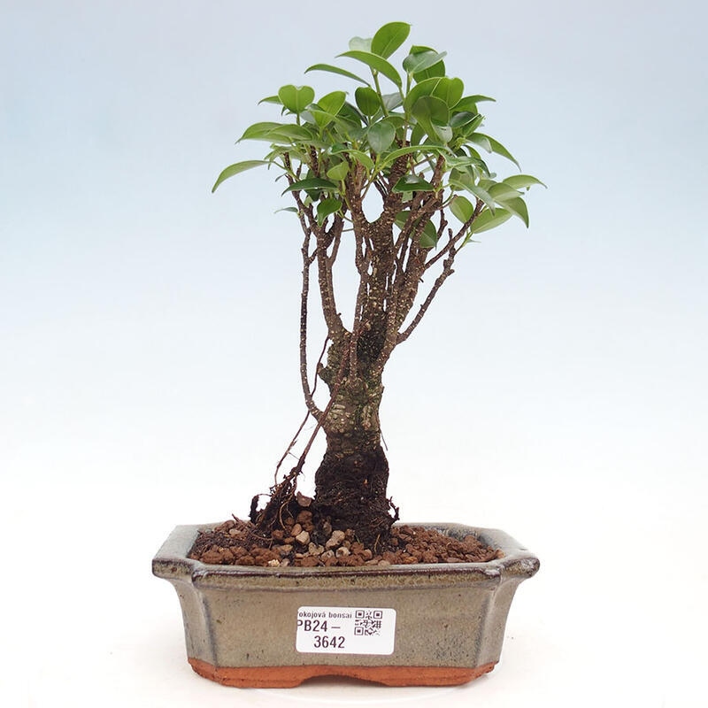 Bonsai wewnętrzne - Ficus retusa - figowiec drobnolistny