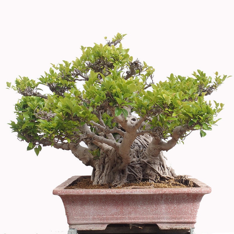 Bonsai wewnętrzne - Ficus retusa - figowiec drobnolistny