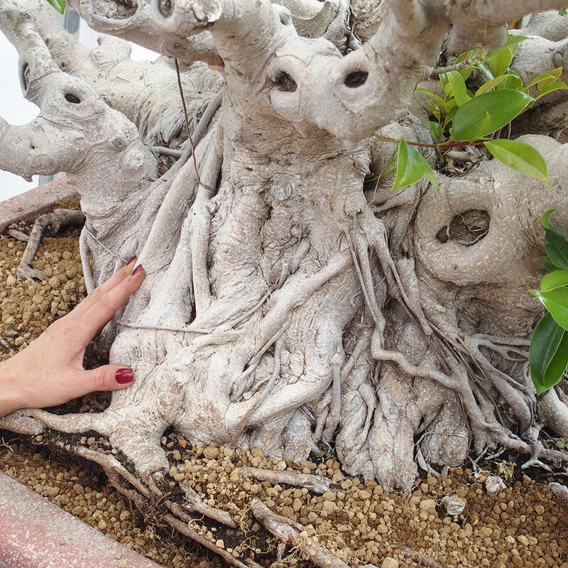 Bonsai wewnętrzne - Ficus retusa - figowiec drobnolistny