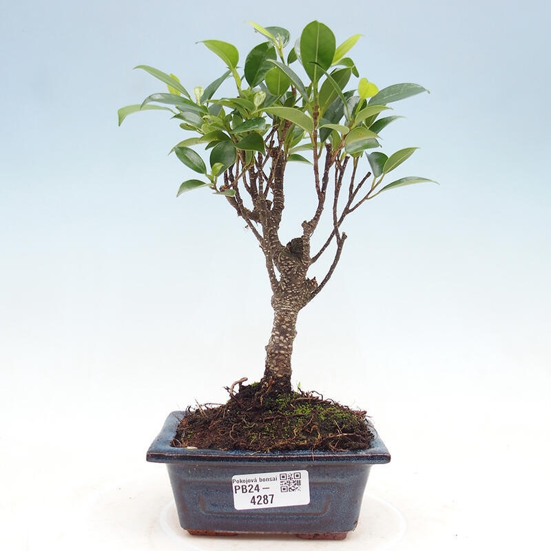 Bonsai wewnętrzne - Ficus retusa - figowiec drobnolistny