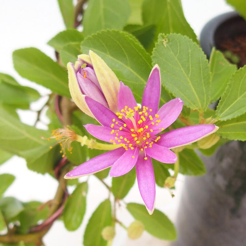 Kryty bonsai - Grewia occidentalis - Lawendowa gwiazda