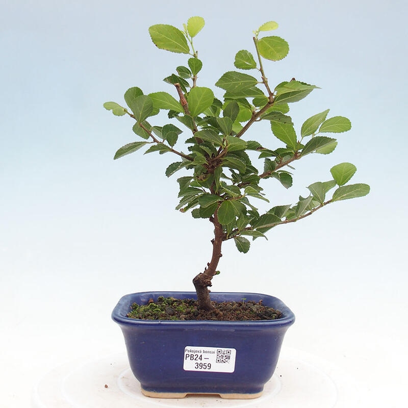 Kryty bonsai - Grewia occidentalis - Lawendowa gwiazda