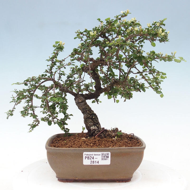 Bonsai wewnętrzne - Grewia sp. - Grewie drobnolistne