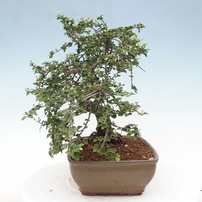 Bonsai wewnętrzne - Grewia sp. - Grewie drobnolistne