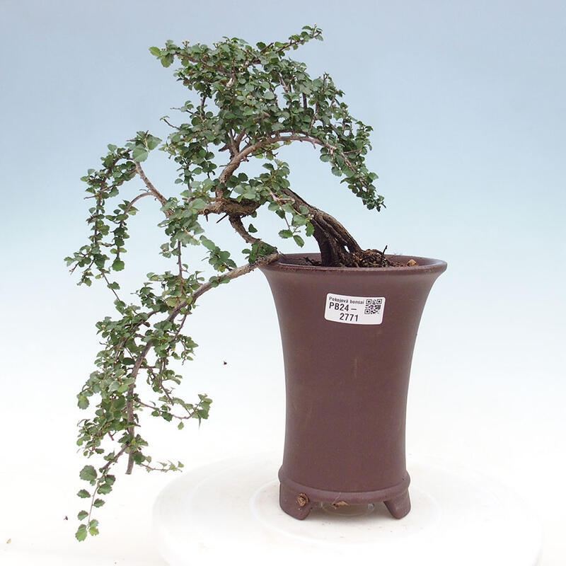 Bonsai wewnętrzne - Grewia sp. - Grewie drobnolistne