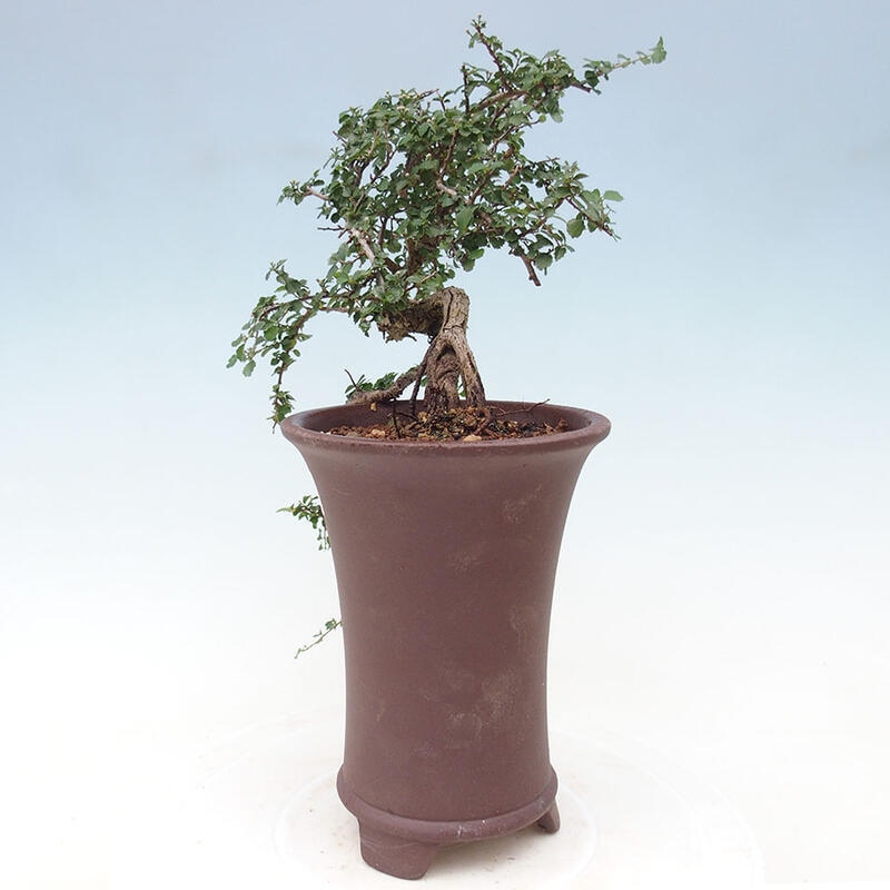 Bonsai wewnętrzne - Grewia sp. - Grewie drobnolistne