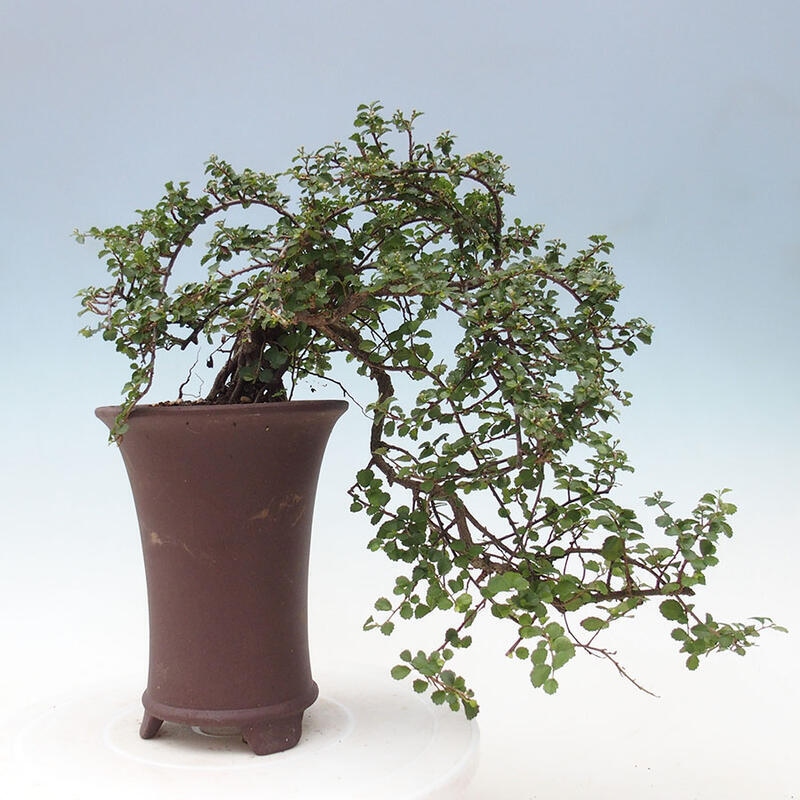 Bonsai wewnętrzne - Grewia sp. - Grewie drobnolistne