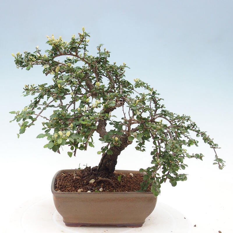 Bonsai wewnętrzne - Grewia sp. - Grewie drobnolistne