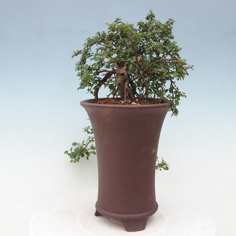 Bonsai wewnętrzne - Grewia sp. - Grewie drobnolistne