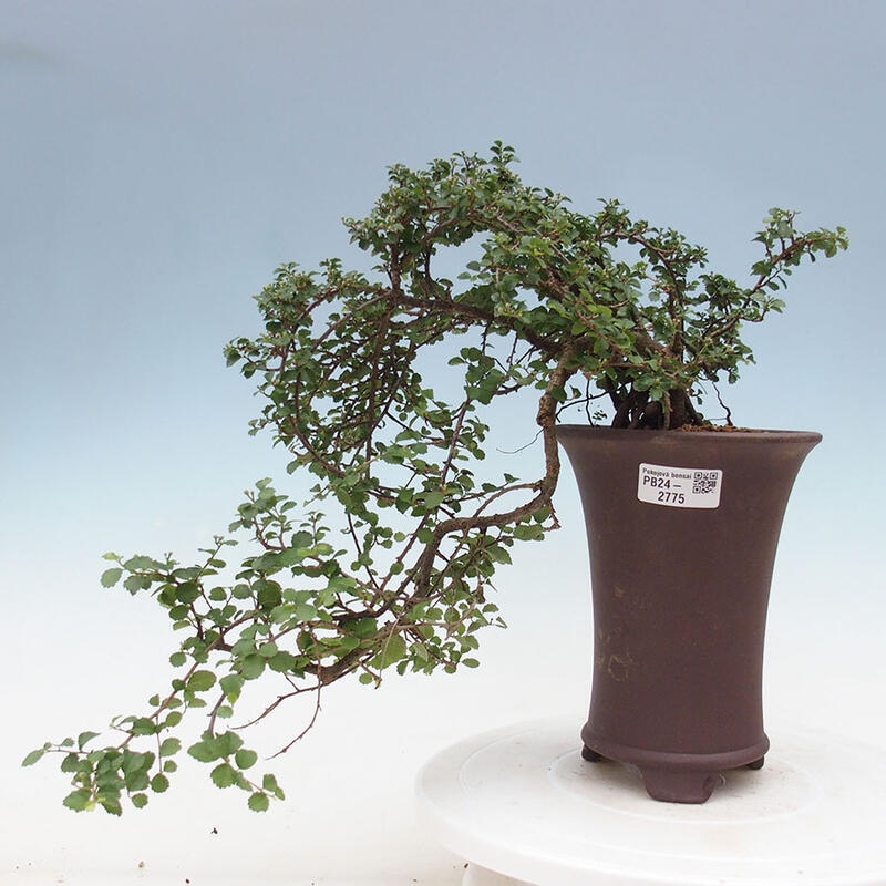 Bonsai wewnętrzne - Grewia sp. - Grewie drobnolistne