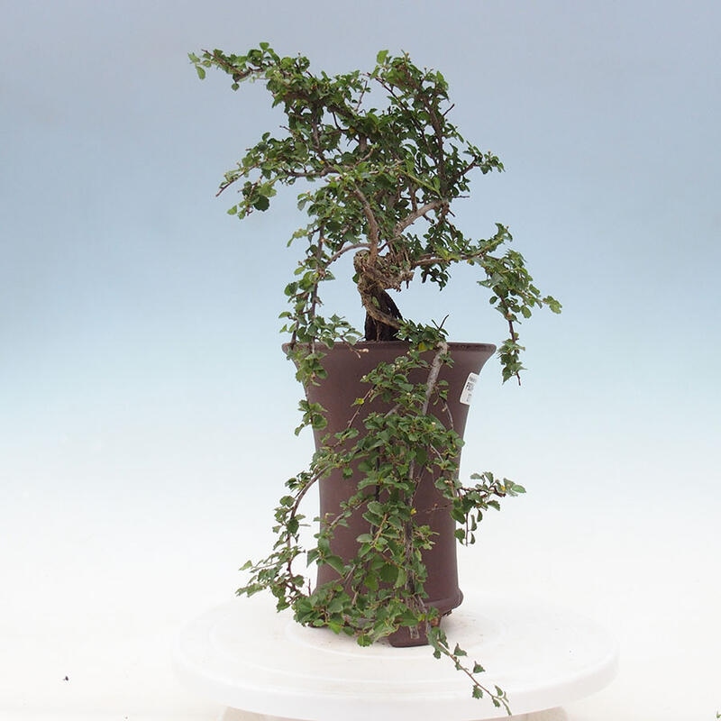 Bonsai wewnętrzne - Grewia sp. - Grewie drobnolistne