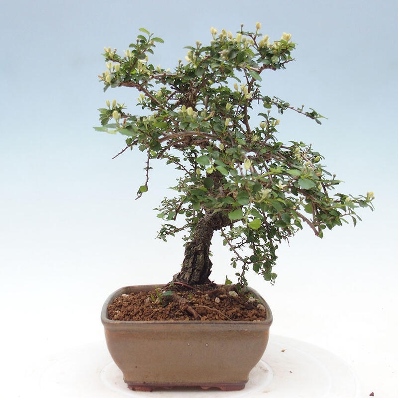 Bonsai wewnętrzne - Grewia sp. - Grewie drobnolistne