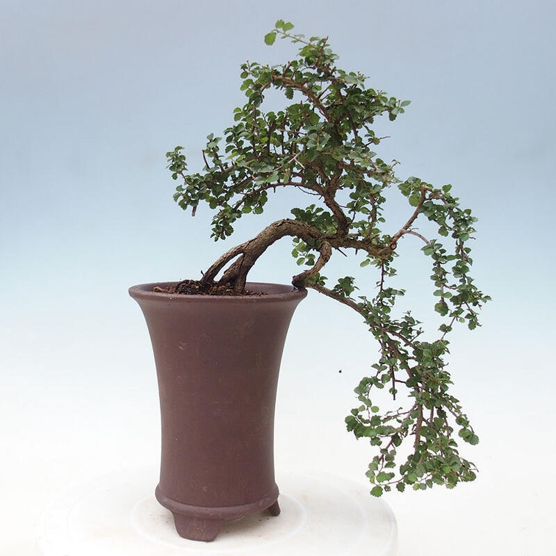 Bonsai wewnętrzne - Grewia sp. - Grewie drobnolistne