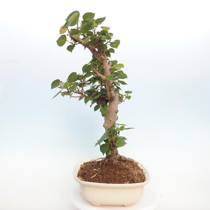 Kryte bonsai - Hibiscus tiliaceus - Hibiscus lipa, morze