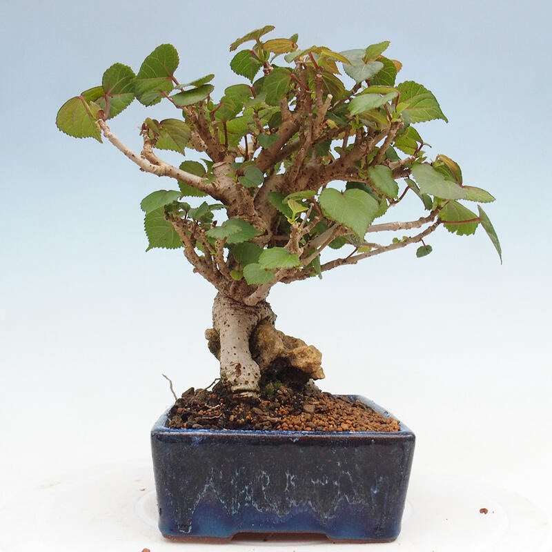 Kryte bonsai - Hibiscus tiliaceus - Hibiscus lipa, morze